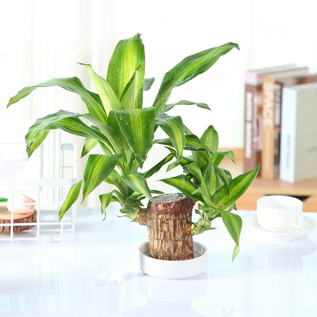 Mini Brazilian Lucky Wood Plant – Indoor Decorative Greenery