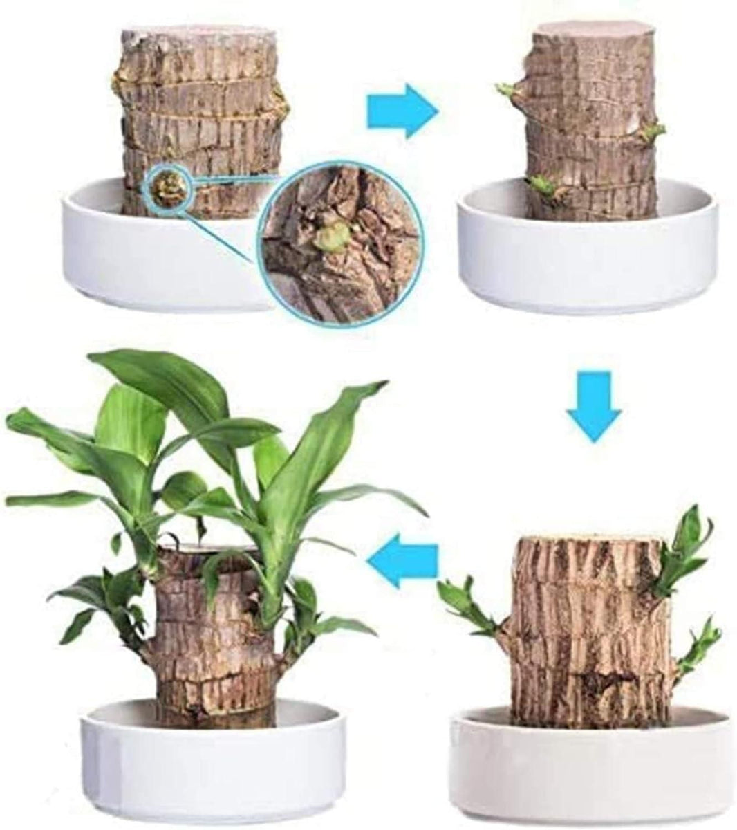 Mini Brazilian Lucky Wood Plant – Indoor Decorative Greenery