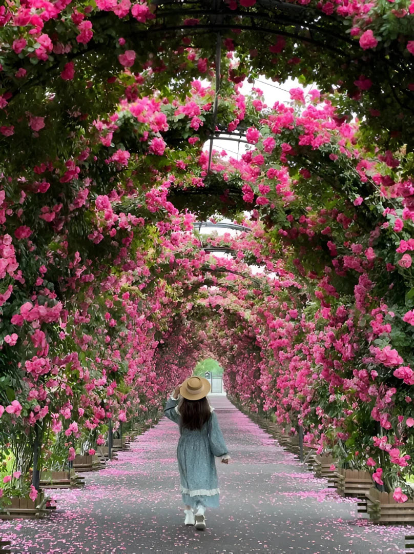 Home Garden Climbing Rose Flower Seeds – Elegant & Fragrant Blooms