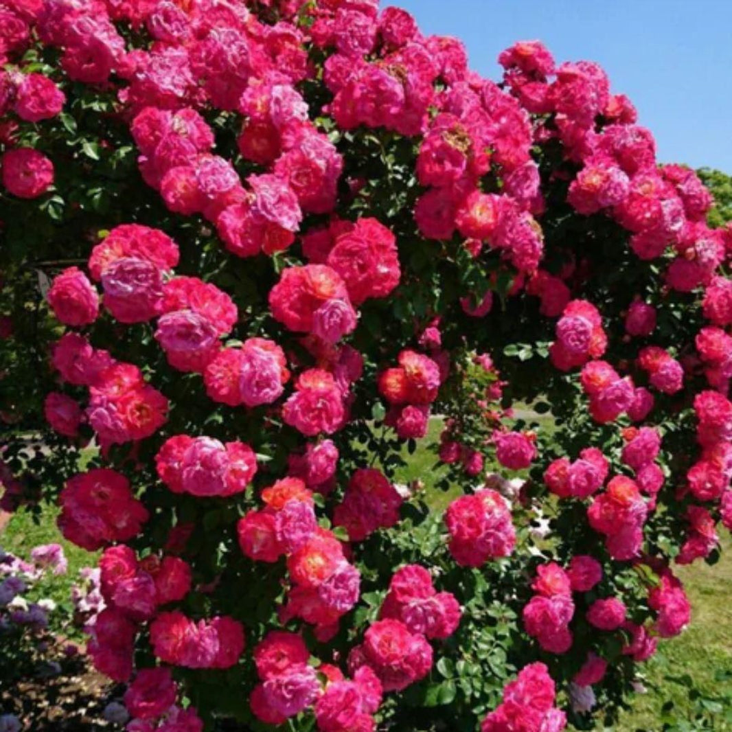 Home Garden Climbing Rose Flower Seeds – Elegant & Fragrant Blooms